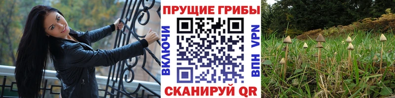OMG рабочий сайт  Мензелинск  Галлюциногенные грибы Psilocybe 